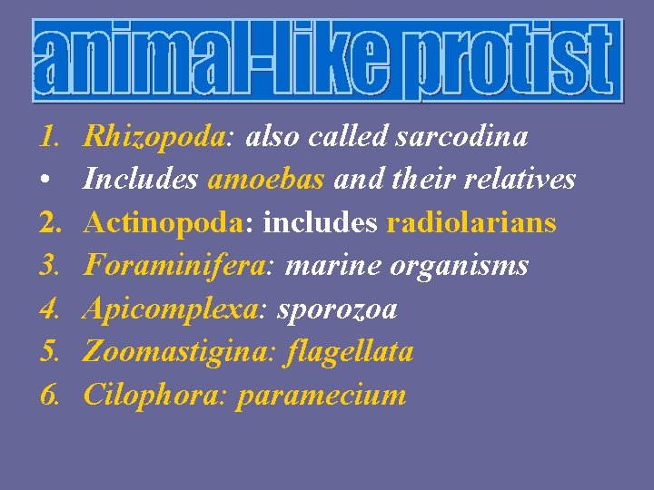 1. • 2. 3. 4. 5. 6. Rhizopoda: also called sarcodina Includes amoebas and