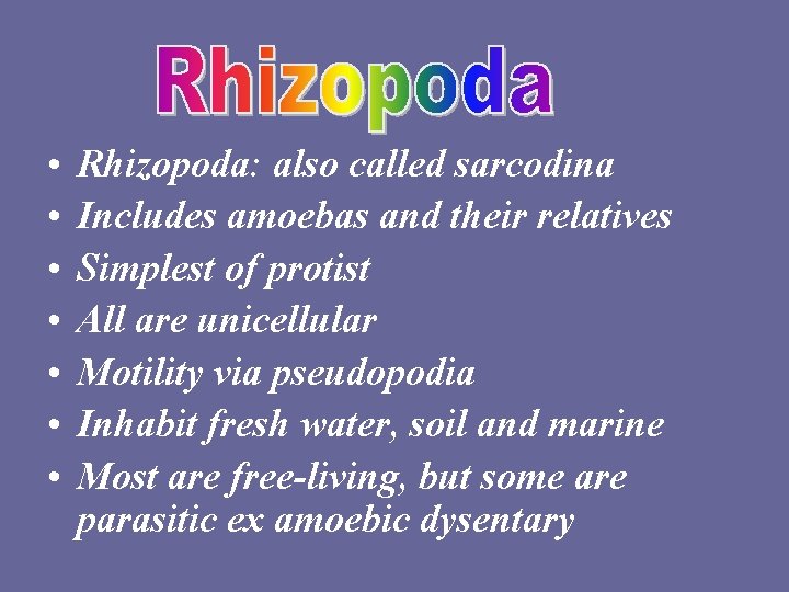  • • Rhizopoda: also called sarcodina Includes amoebas and their relatives Simplest of