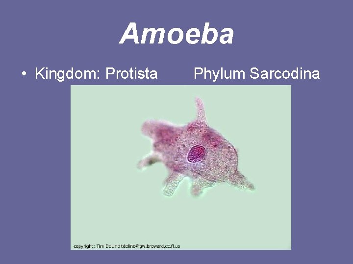 Amoeba • Kingdom: Protista Phylum Sarcodina 