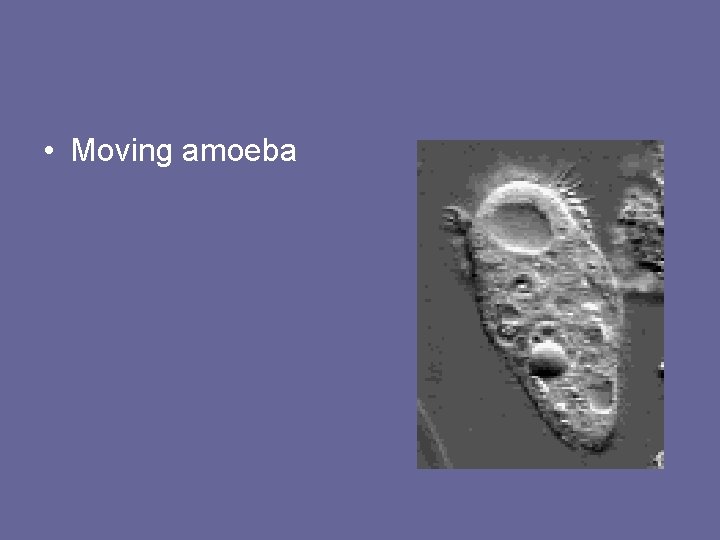  • Moving amoeba 