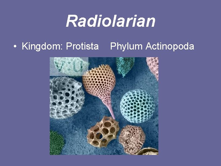 Radiolarian • Kingdom: Protista Phylum Actinopoda 