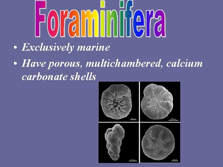  • Exclusively marine • Have porous, multichambered, calcium carbonate shells 