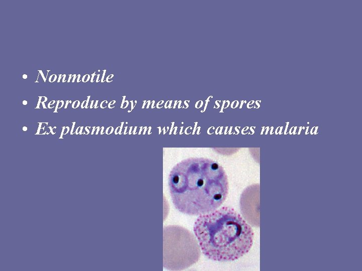  • Nonmotile • Reproduce by means of spores • Ex plasmodium which causes