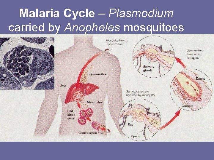 Malaria Cycle – Plasmodium carried by Anopheles mosquitoes 