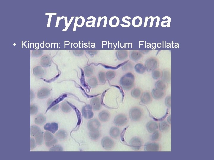 Trypanosoma • Kingdom: Protista Phylum Flagellata 