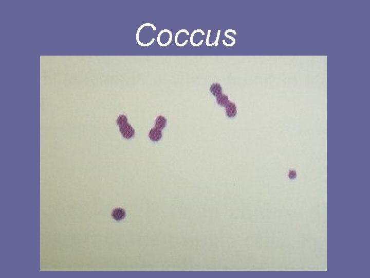 Coccus 