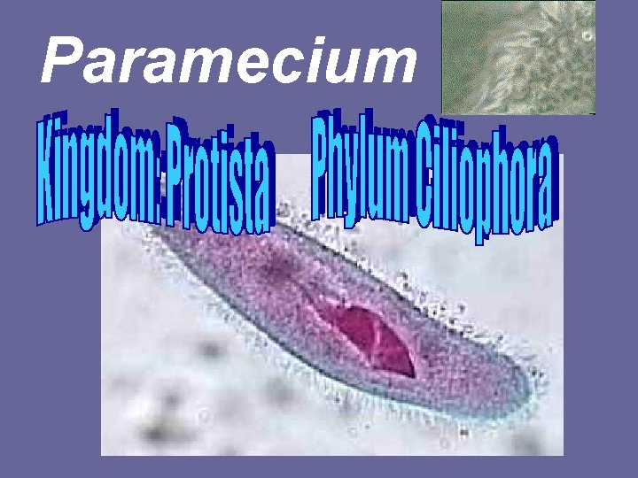 Paramecium • 