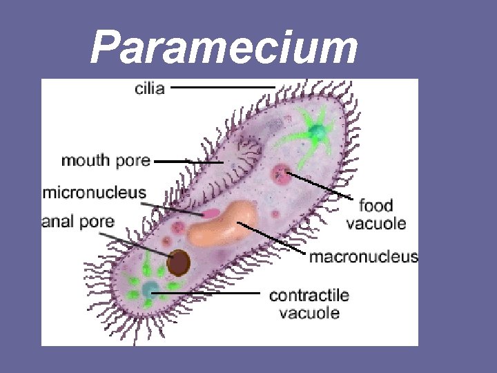 Paramecium 