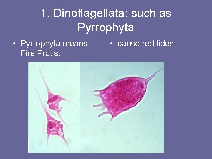 1. Dinoflagellata: such as Pyrrophyta • Pyrrophyta means Fire Protist • cause red tides