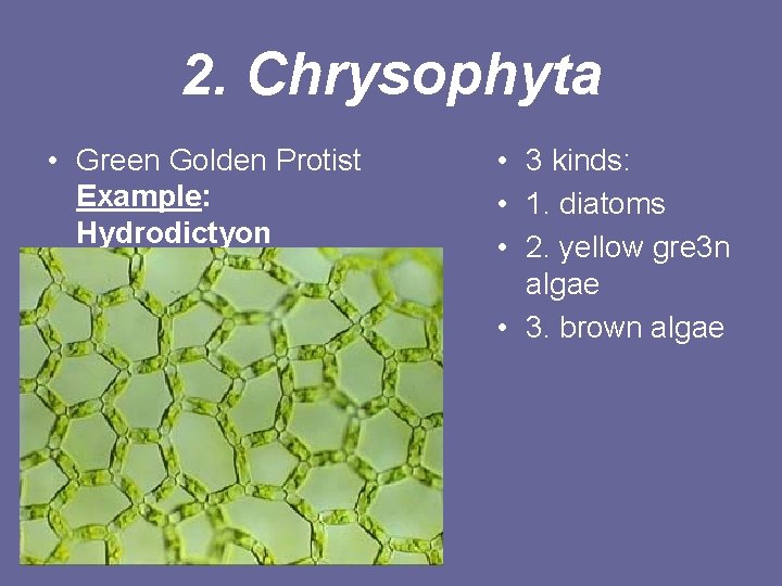 2. Chrysophyta • Green Golden Protist Example: Hydrodictyon • • 3 kinds: • 1.