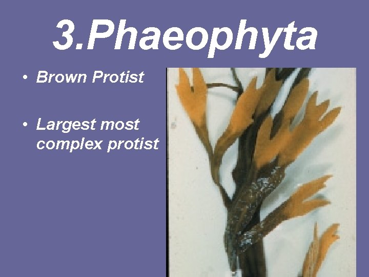 3. Phaeophyta • Brown Protist • Largest most complex protist 