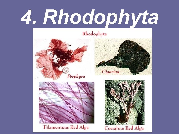 4. Rhodophyta 