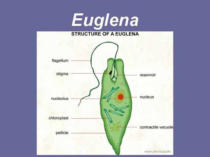 Euglena 