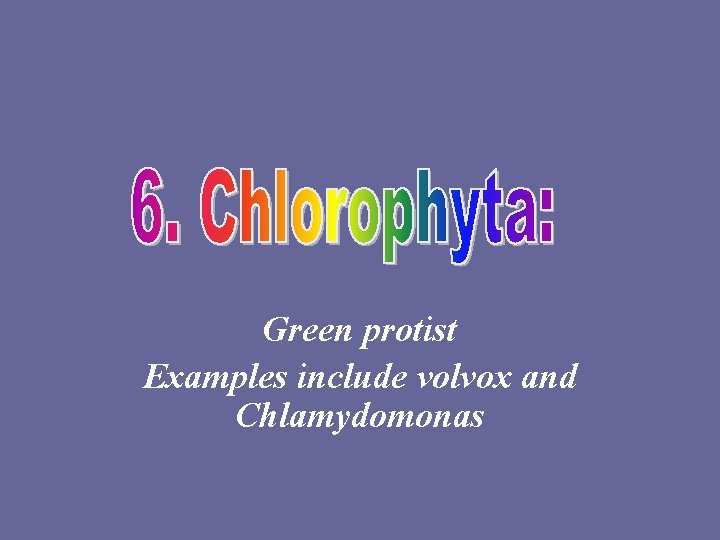 Green protist Examples include volvox and Chlamydomonas 