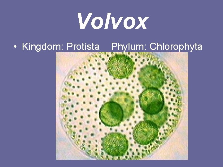 Volvox • Kingdom: Protista Phylum: Chlorophyta 