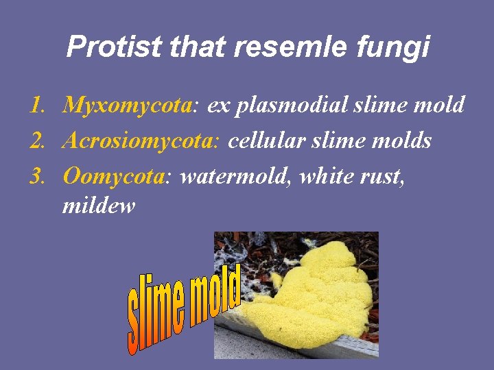 Protist that resemle fungi 1. Myxomycota: ex plasmodial slime mold 2. Acrosiomycota: cellular slime