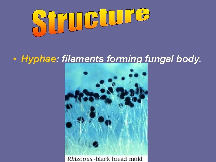  • Hyphae: filaments forming fungal body. 