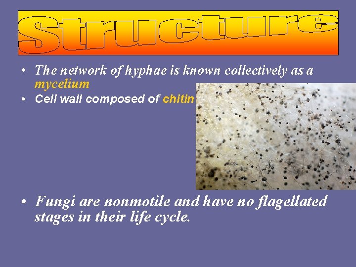  • The network of hyphae is known collectively as a mycelium • Cell