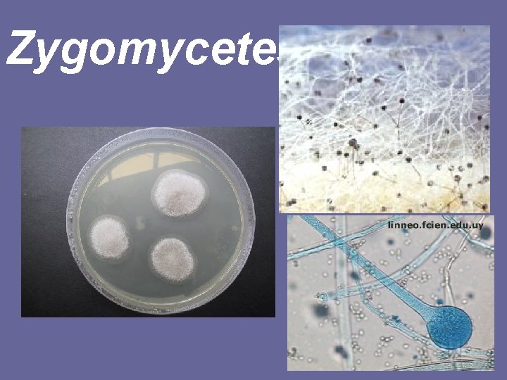 Zygomycetes 