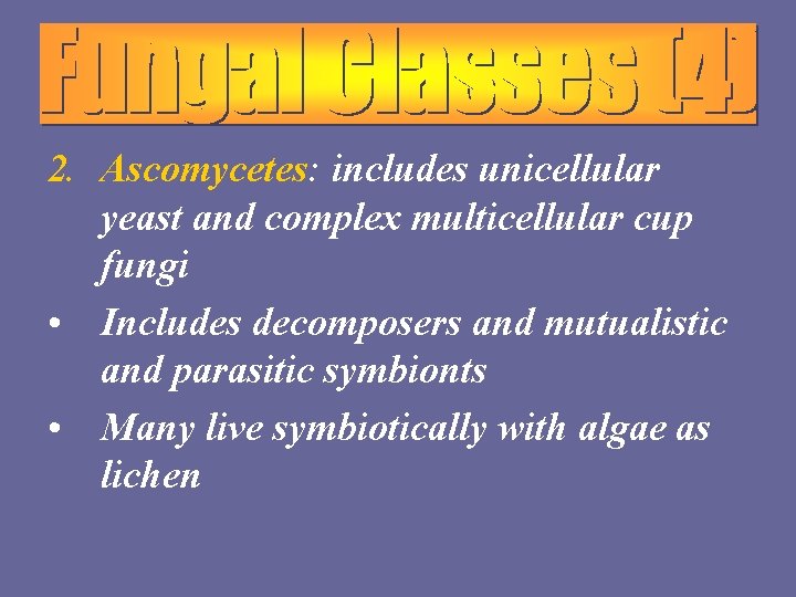 2. Ascomycetes: includes unicellular yeast and complex multicellular cup fungi • Includes decomposers and