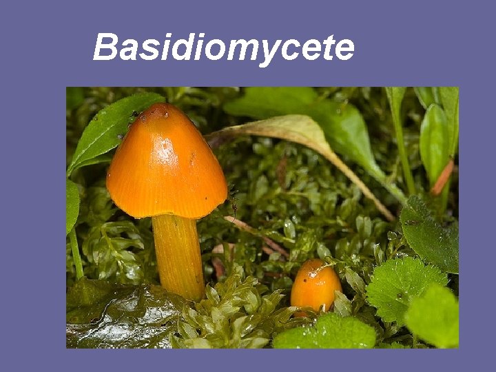 Basidiomycete 