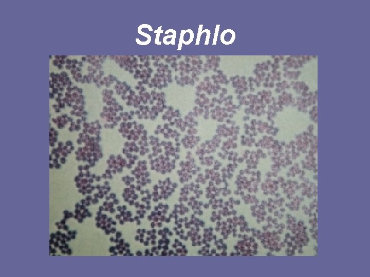 Staphlo 