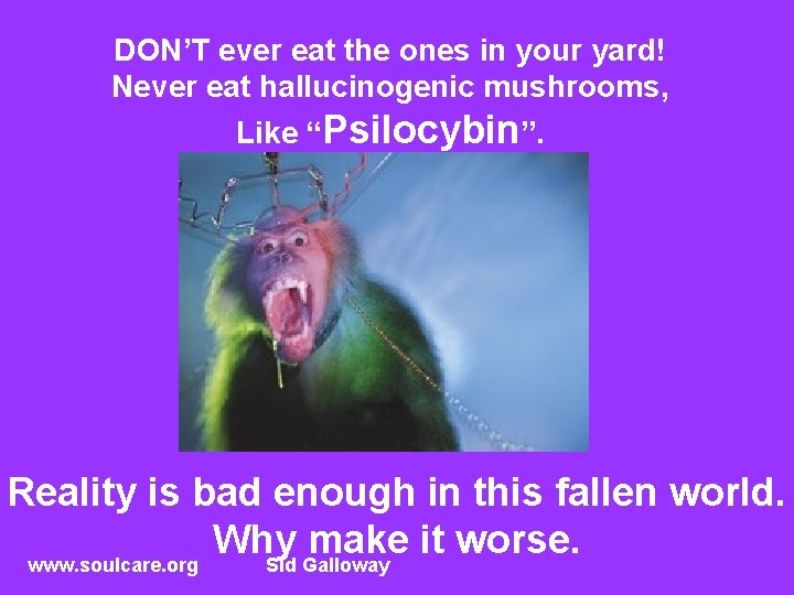 DON’T ever eat the ones in your yard! Never eat hallucinogenic mushrooms, Like “Psilocybin”.