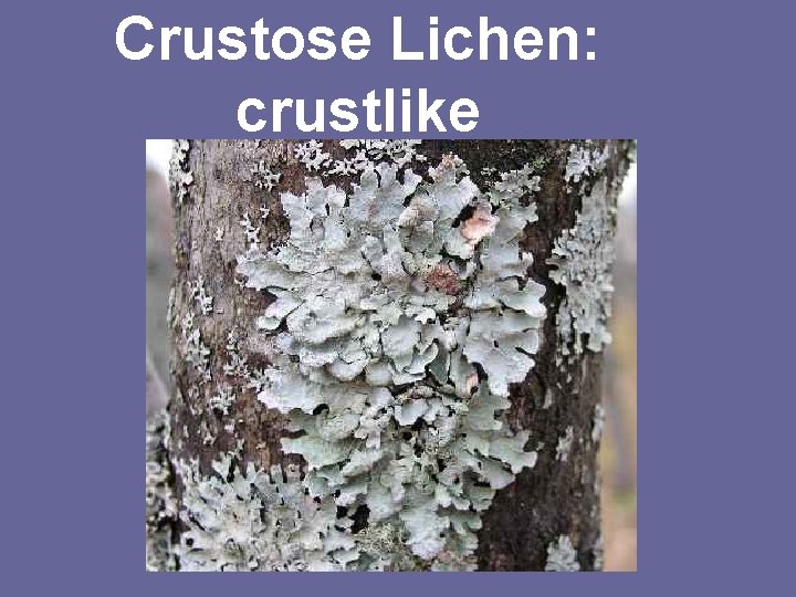 Crustose Lichen: crustlike 