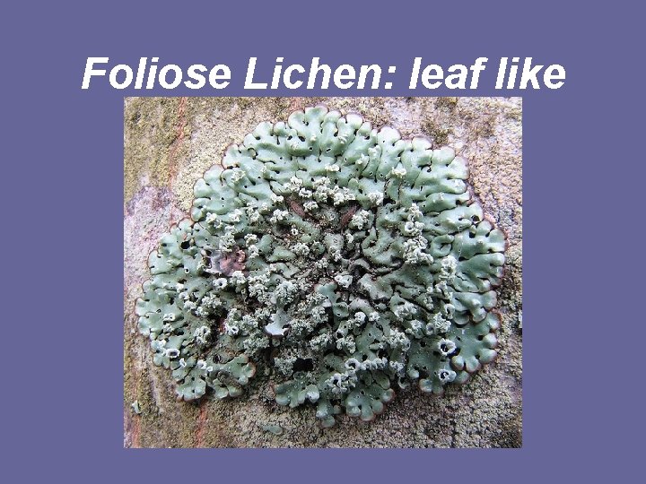 Foliose Lichen: leaf like 
