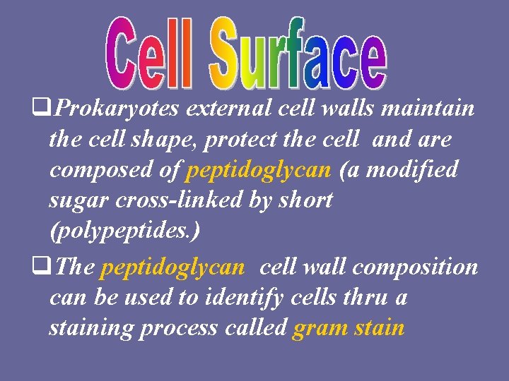q. Prokaryotes external cell walls maintain the cell shape, protect the cell and are