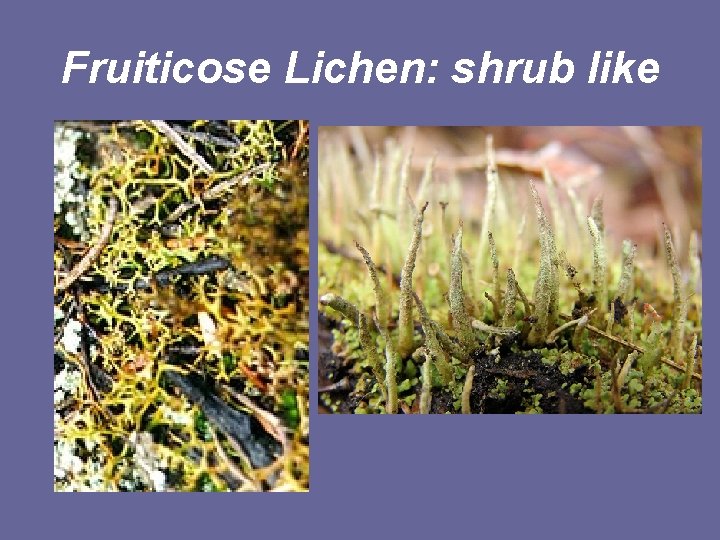 Fruiticose Lichen: shrub like 