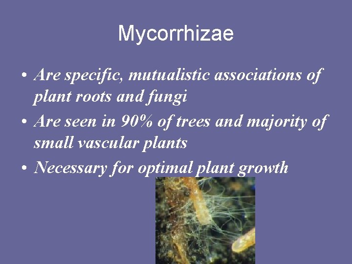 Mycorrhizae • Are specific, mutualistic associations of plant roots and fungi • Are seen