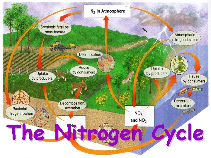 The Nitrogen Cycle 