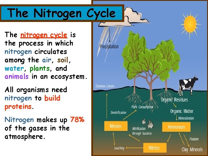 The Nitrogen Cycle The nitrogen cycle is the process in which nitrogen circulates among The Nitrogen Cycle The nitrogen cycle is the process in which nitrogen circulates among