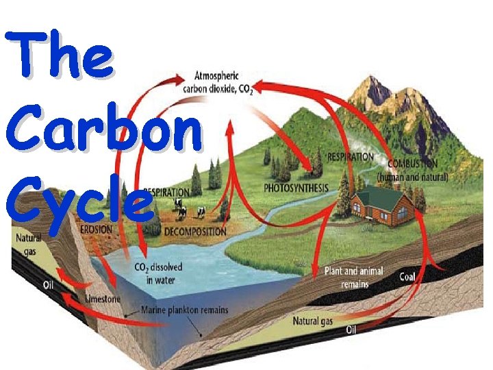 The Carbon Cycle 