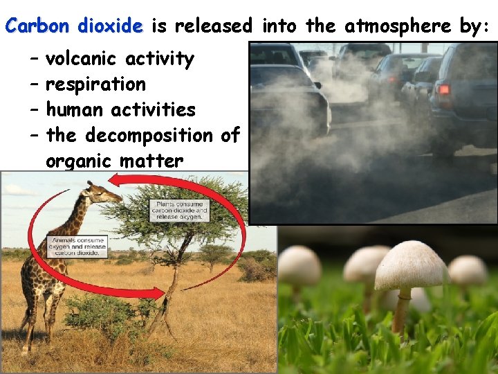 Carbon dioxide is released into the atmosphere by: – – volcanic activity respiration human