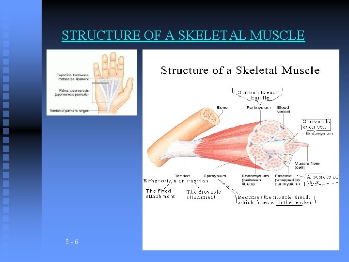 STRUCTURE OF A SKELETAL MUSCLE 8 -6 