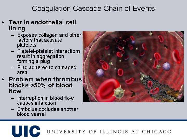 Coagulation Cascade Chain of Events • Tear in endothelial cell lining – Exposes collagen