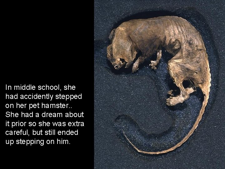In middle school, she had accidently stepped on her pet hamster. . She had
