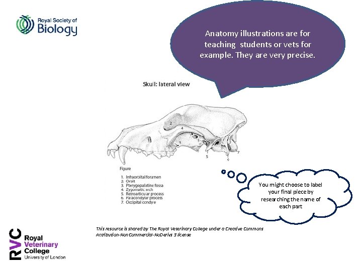 Anatomy illustrations are for teaching students or vets for example. They are very precise.
