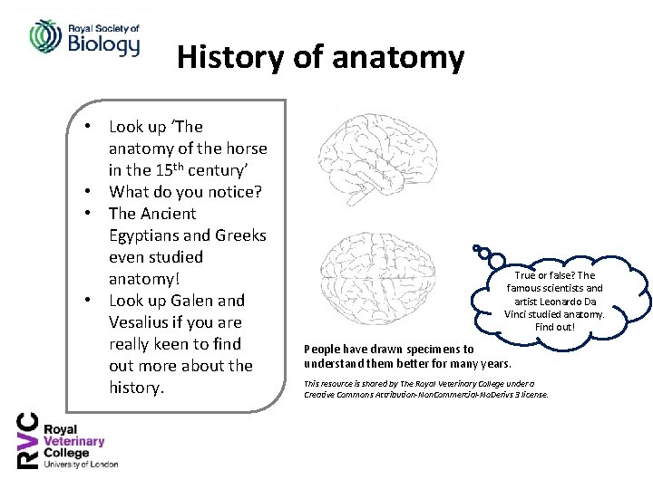 History of anatomy • Look up ‘The anatomy of the horse in the 15