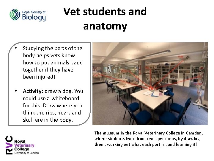 Vet students and anatomy • Studying the parts of the body helps vets know