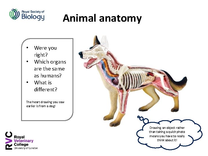 Animal anatomy • Were you right? • Which organs are the same as humans?