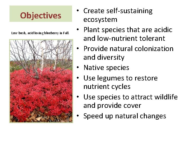 Objectives Low bush, acid loving blueberry in Fall. • Create self-sustaining ecosystem • Plant