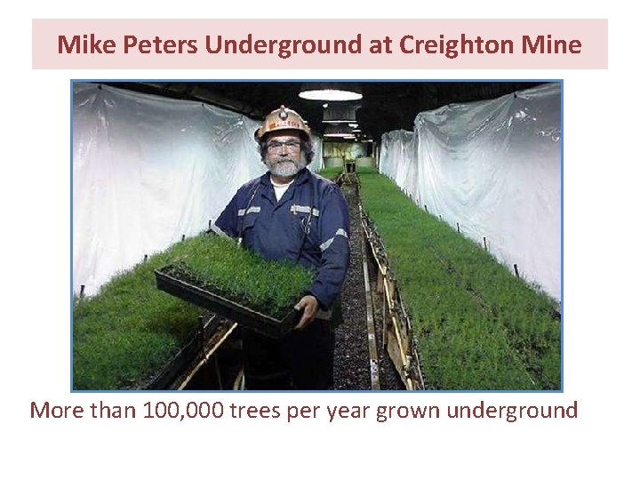 Mike Peters Underground at Creighton Mine More than 100, 000 trees per year grown