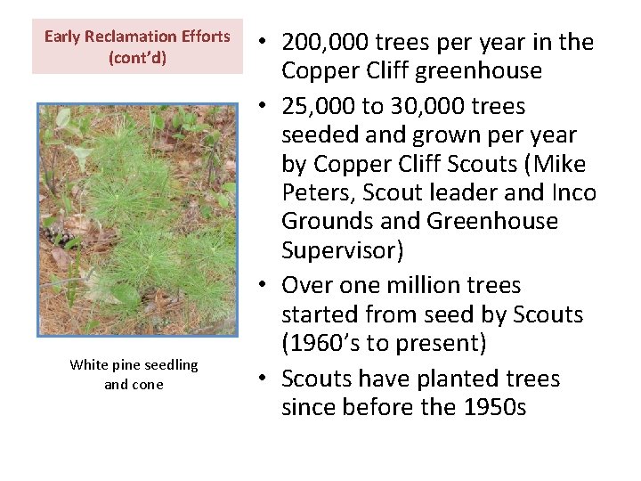 Early Reclamation Efforts (cont’d) White pine seedling and cone • 200, 000 trees per