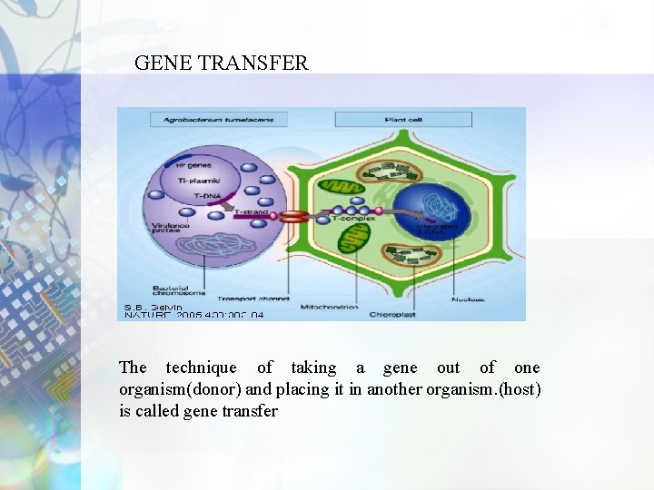 GENE TRANSFER The technique of taking a gene out of one organism(donor) and placing