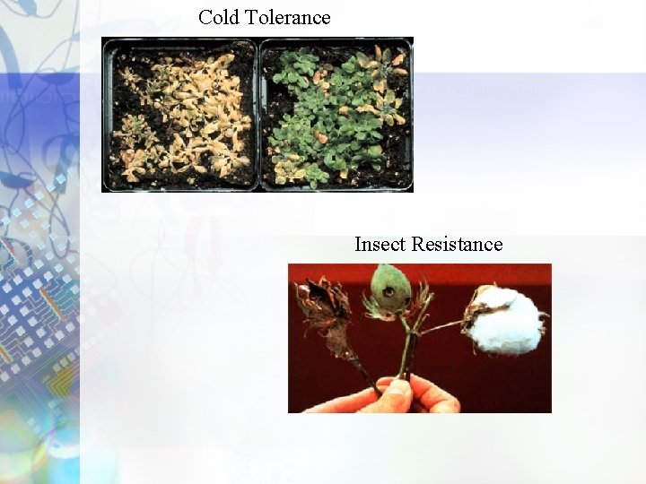 Cold Tolerance Insect Resistance 