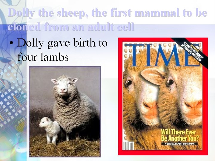 Dolly the sheep, the first mammal to be cloned from an adult cell •