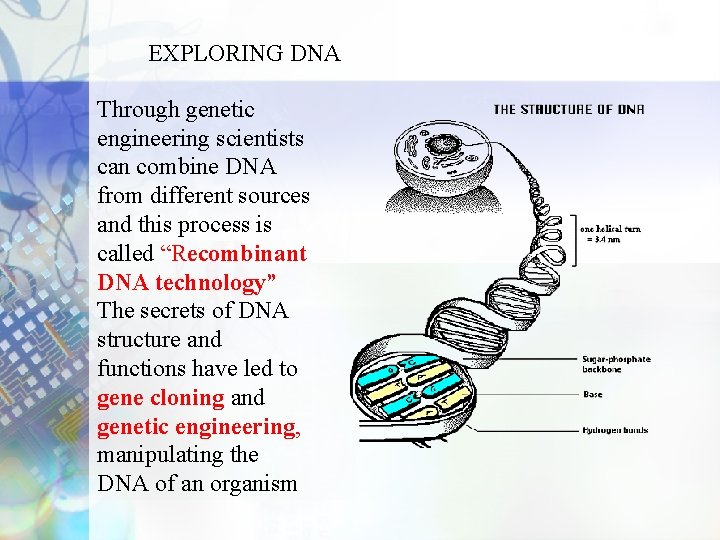 EXPLORING DNA Through genetic engineering scientists can combine DNA from different sources and this